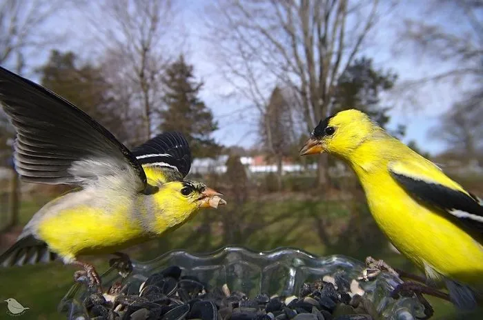 Esta mujer tiene un fotomatón para pájaros en su jardín, y los resultados son extraordinarios (30 nuevas fotos)