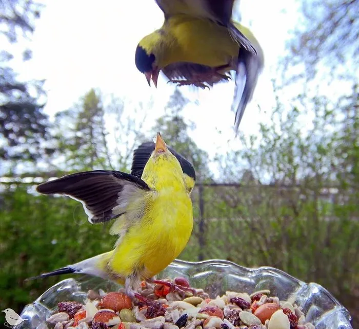 Esta mujer tiene un fotomatón para pájaros en su jardín, y los resultados son extraordinarios (30 nuevas fotos)