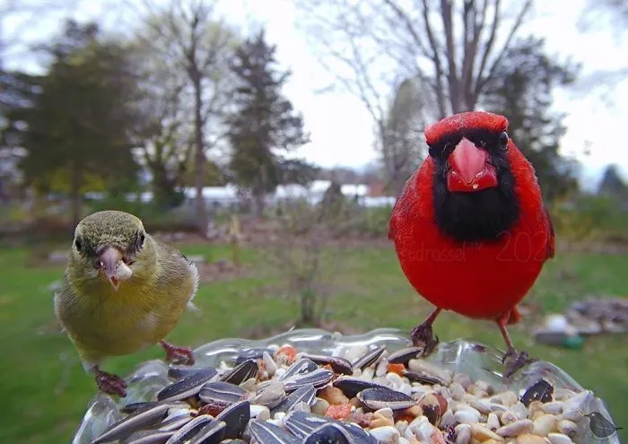 Esta mujer tiene un fotomatón para pájaros en su jardín, y los resultados son extraordinarios (30 nuevas fotos)