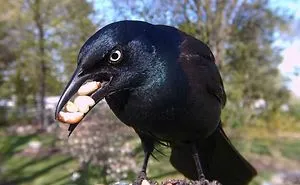 Woman Sets Up A Feeder Cam In Her Yard And The Photos Are Extraordinary (30 New Pics)