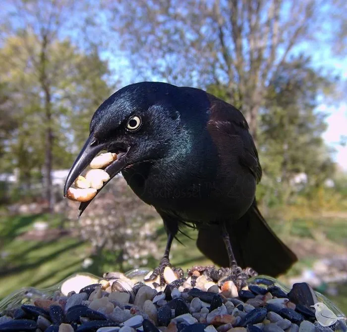 Woman Puts "Camera Trap" In Her Backyard And Gets Amazing Shots Of Birds And Other Animals (New Pics)