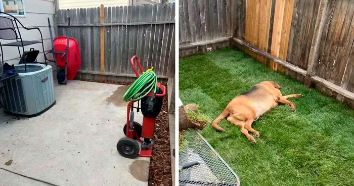 Rescue Dog That Never Had His Own Yard Gets A Surprise When His New Parents Build Him One