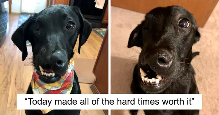 After A Successful Surgery, This Black Lab Born With A Cleft Lip And Cleft Palate Can Finally Enjoy Playing In Water