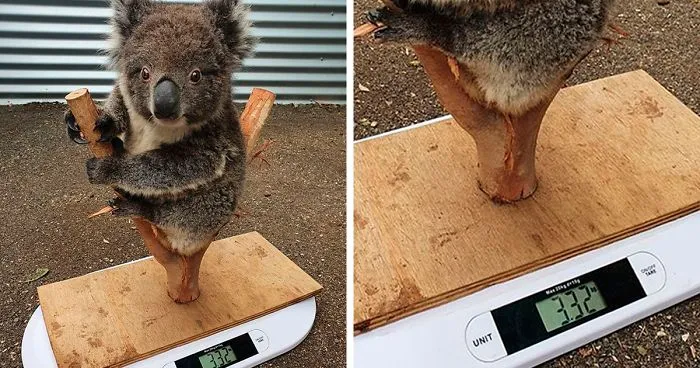 41 Trucos que usan los cuidadores para pesar a los animales