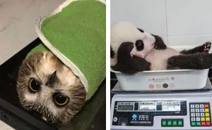 41 Tricks Animal Care Workers Use For Weighing Different Animals
