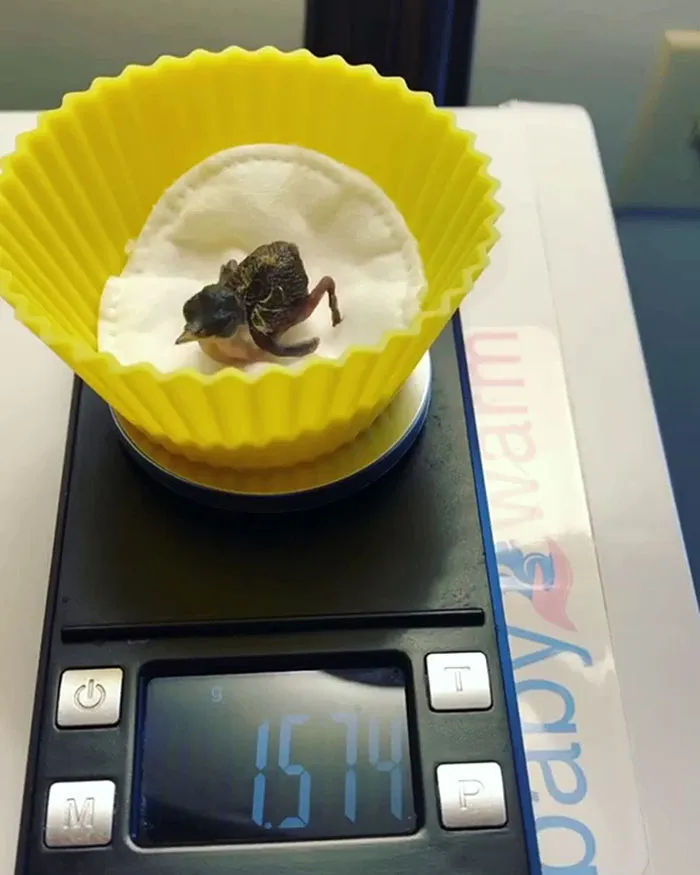41 Trucos que usan los cuidadores para pesar a los animales