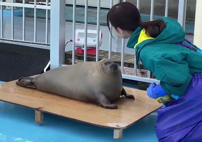 41 Trucos que usan los cuidadores para pesar a los animales