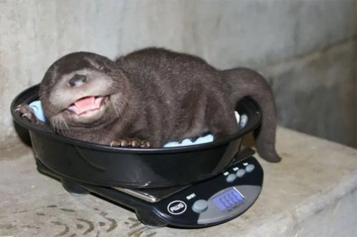 41 Tricks Animal Care Workers Use For Weighing Different Animals