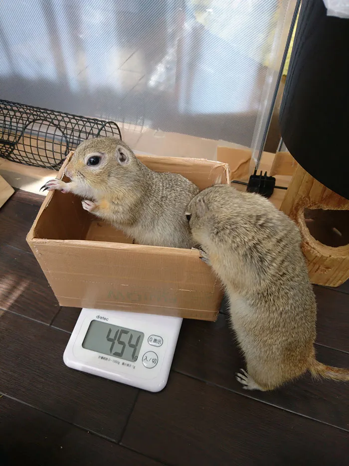 41 Trucos que usan los cuidadores para pesar a los animales