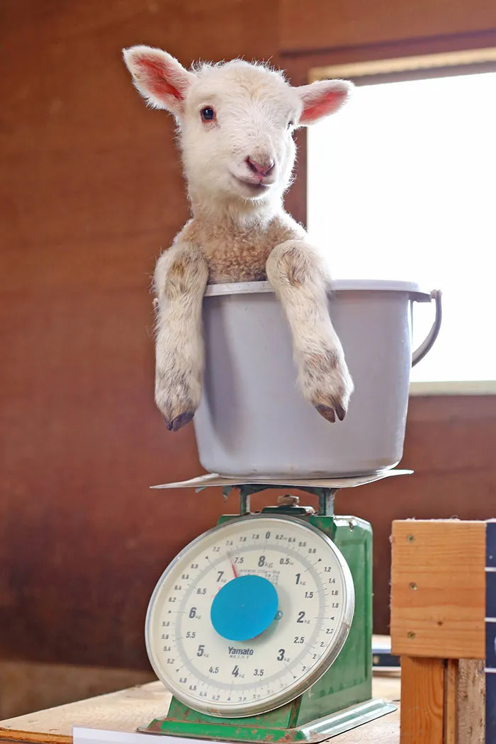 41 Tricks Animal Care Workers Use For Weighing Different Animals