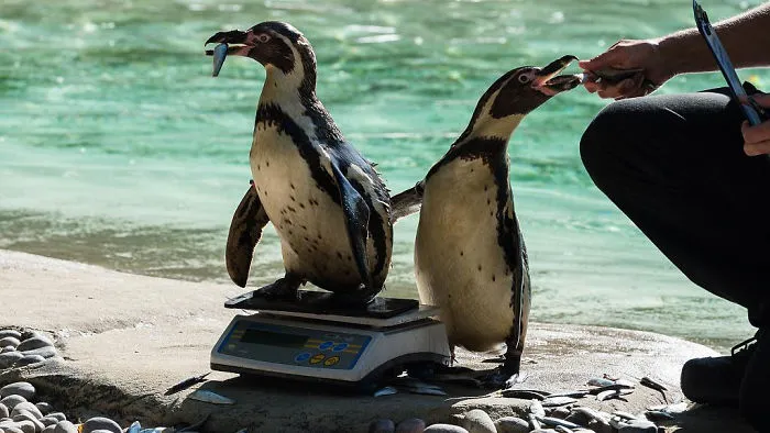 41 Trucos que usan los cuidadores para pesar a los animales