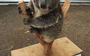 41 Tricks Animal Care Workers Use For Weighing Different Animals