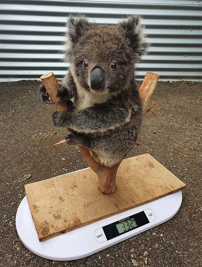 41 Tricks Animal Care Workers Use For Weighing Different Animals
