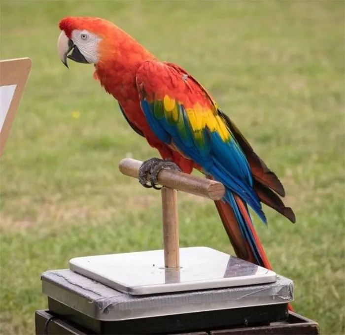 41 Trucos que usan los cuidadores para pesar a los animales