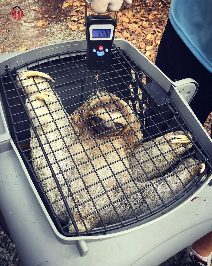 41 Tricks Animal Care Workers Use For Weighing Different Animals