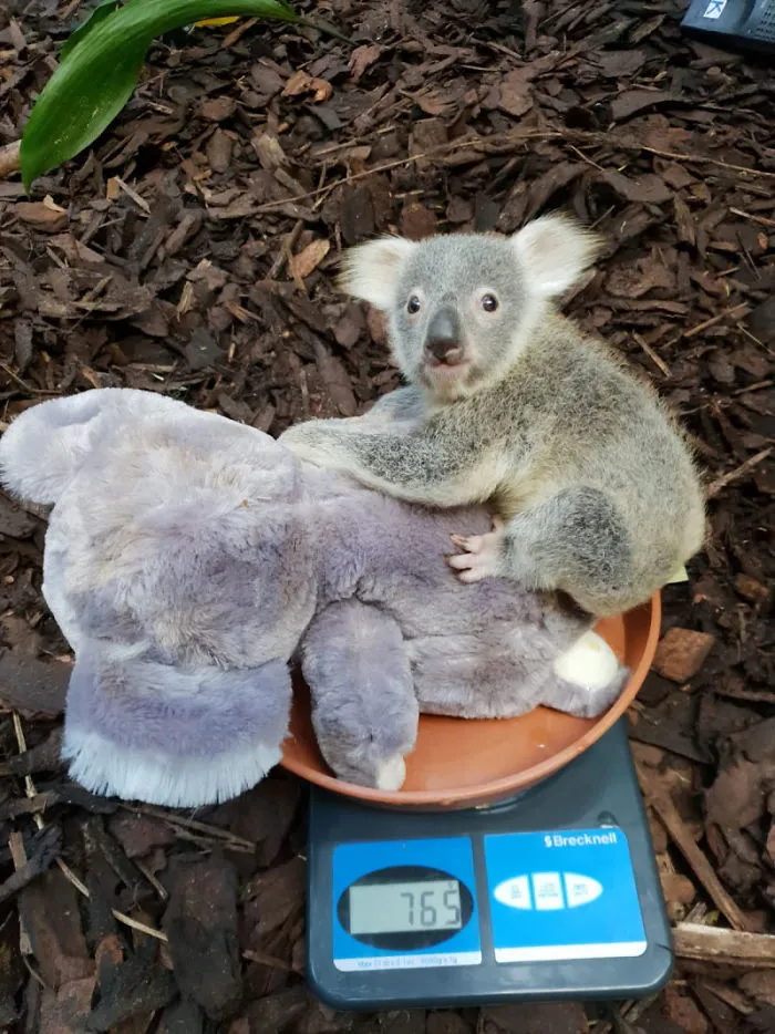 41 Tricks Animal Care Workers Use For Weighing Different Animals