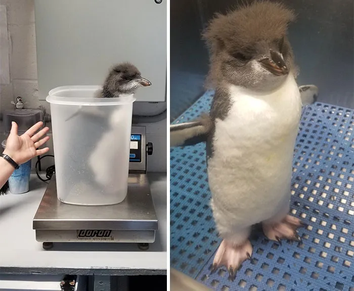 41 Tricks Animal Care Workers Use For Weighing Different Animals