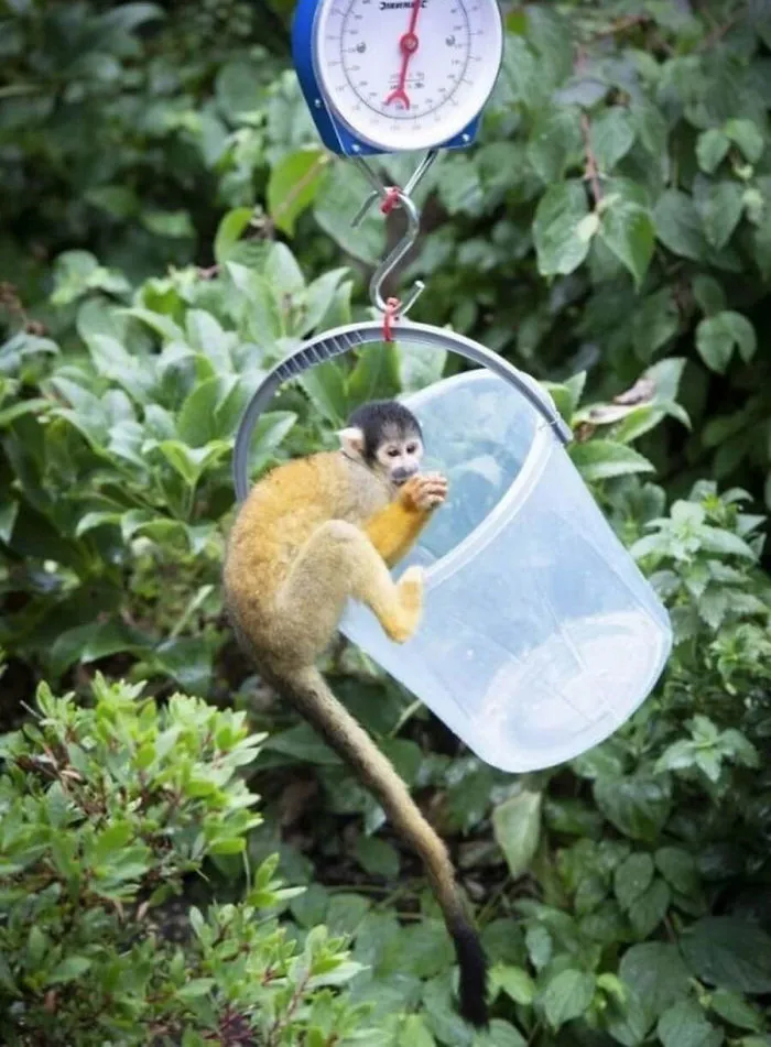 41 Trucos que usan los cuidadores para pesar a los animales
