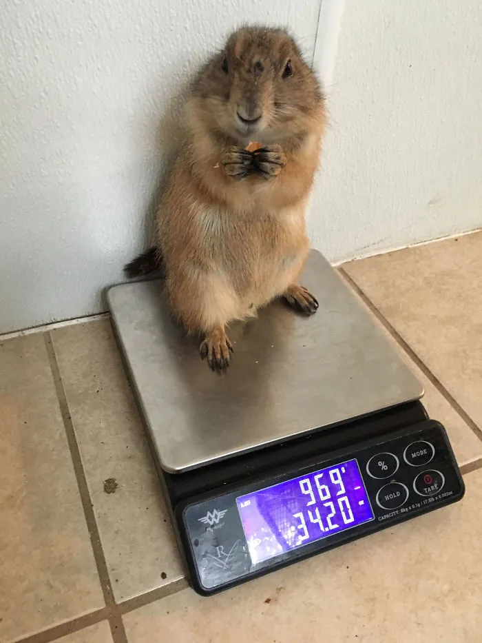 41 Trucos que usan los cuidadores para pesar a los animales