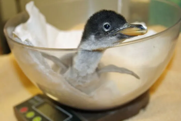 41 Trucos que usan los cuidadores para pesar a los animales