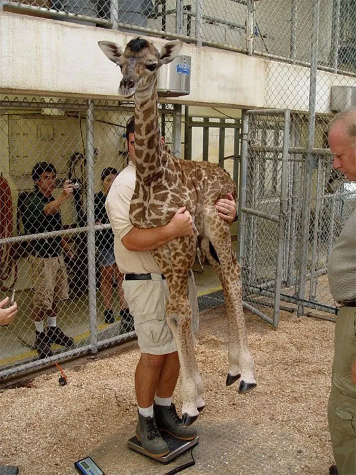 41 Tricks Animal Care Workers Use For Weighing Different Animals