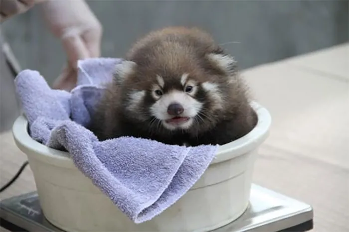 41 Trucos que usan los cuidadores para pesar a los animales