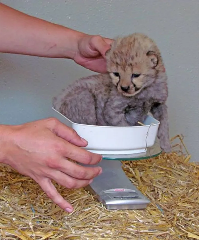 41 Trucos que usan los cuidadores para pesar a los animales