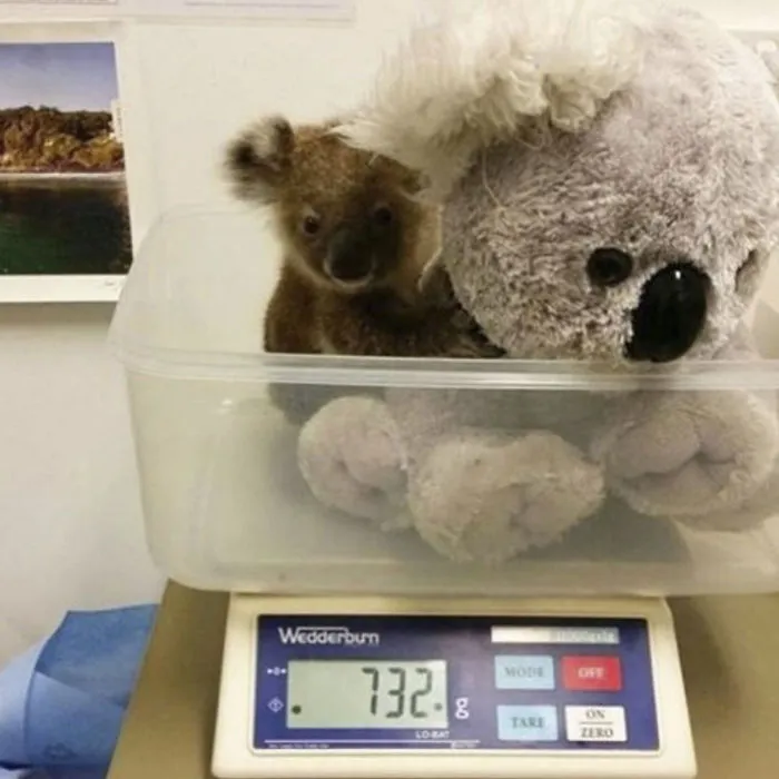 41 Tricks Animal Care Workers Use For Weighing Different Animals