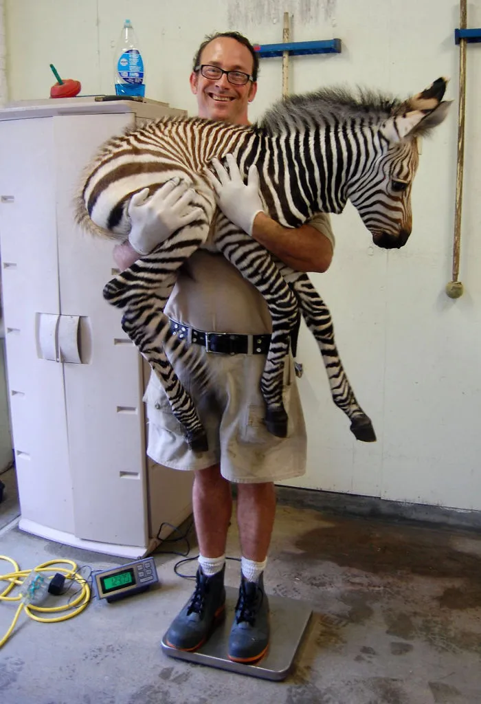 41 Tricks Animal Care Workers Use For Weighing Different Animals