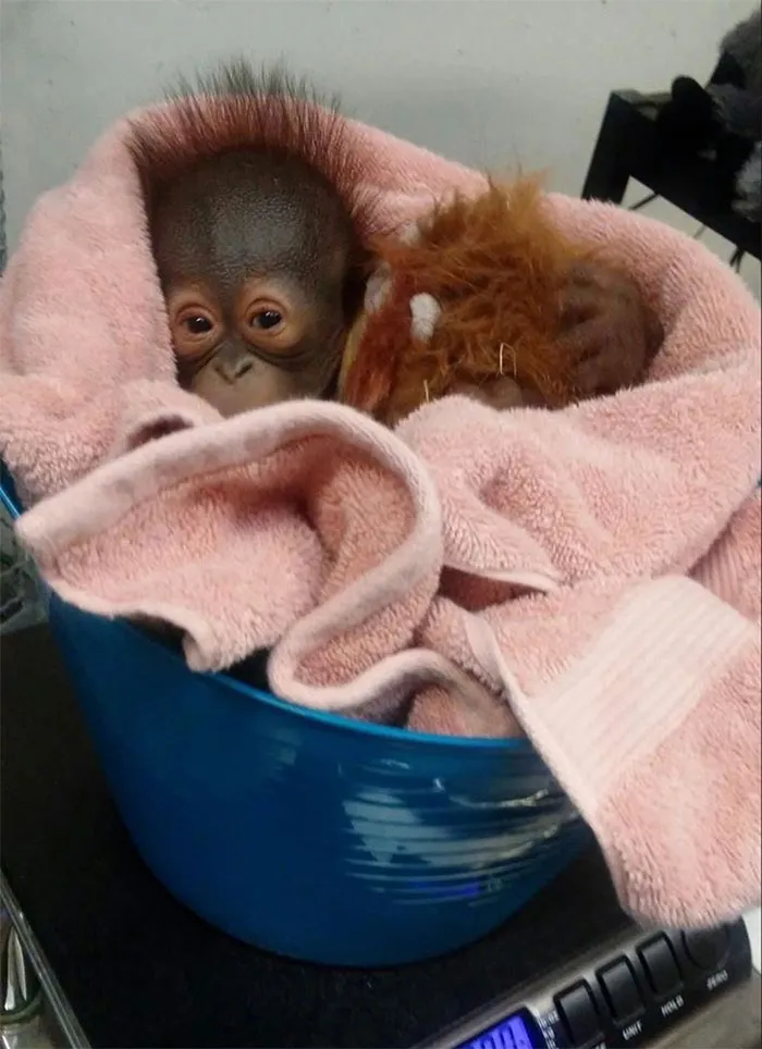 41 Tricks Animal Care Workers Use For Weighing Different Animals