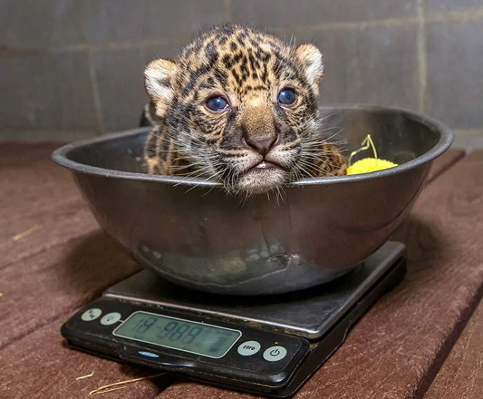 41 Trucos que usan los cuidadores para pesar a los animales
