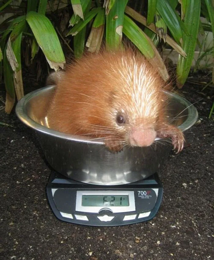 41 Trucos que usan los cuidadores para pesar a los animales