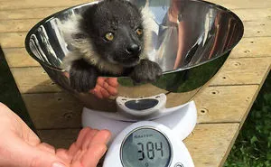41 Tricks Animal Care Workers Use For Weighing Different Animals