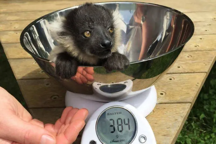 Animals-Being-Weighted