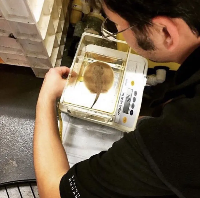 41 Tricks Animal Care Workers Use For Weighing Different Animals