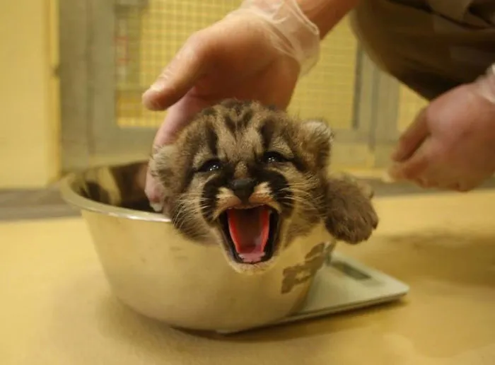 41 Tricks Animal Care Workers Use For Weighing Different Animals