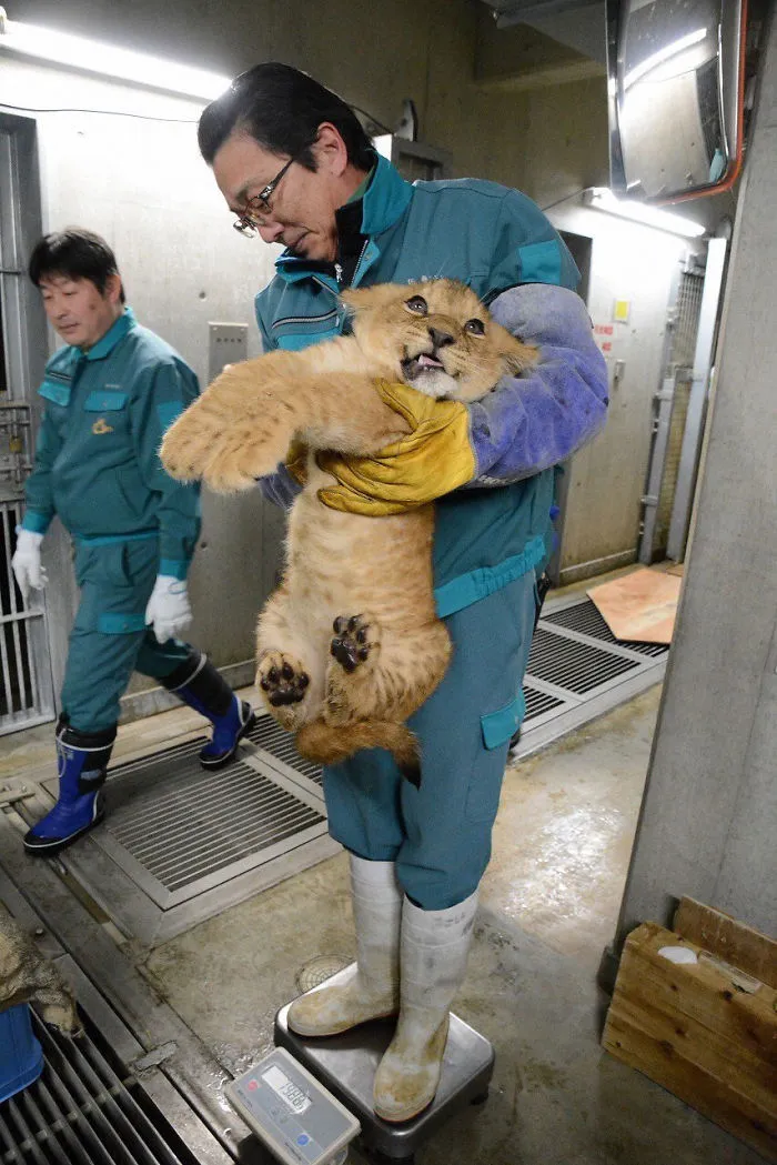 41 Tricks Animal Care Workers Use For Weighing Different Animals