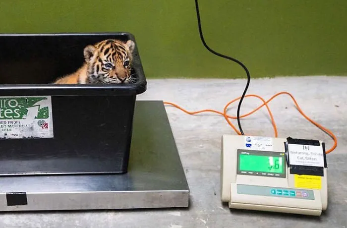 41 Trucos que usan los cuidadores para pesar a los animales