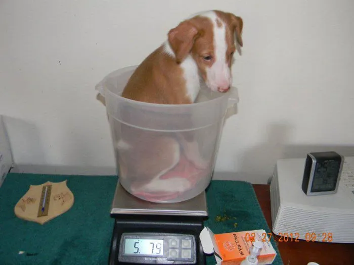 41 Trucos que usan los cuidadores para pesar a los animales
