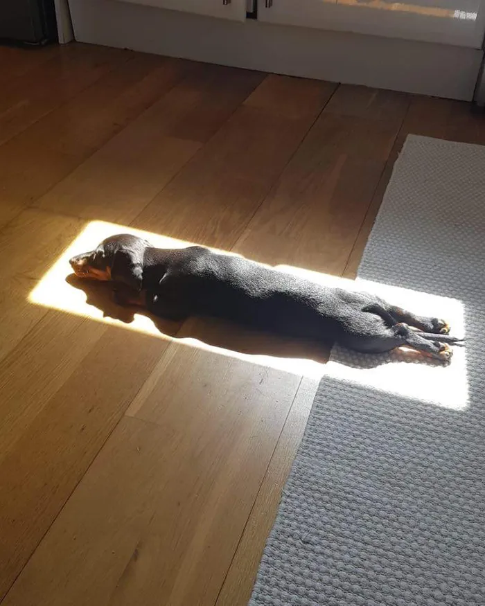 30 Solar-Powered Pets Enjoying A Good Sunbathe