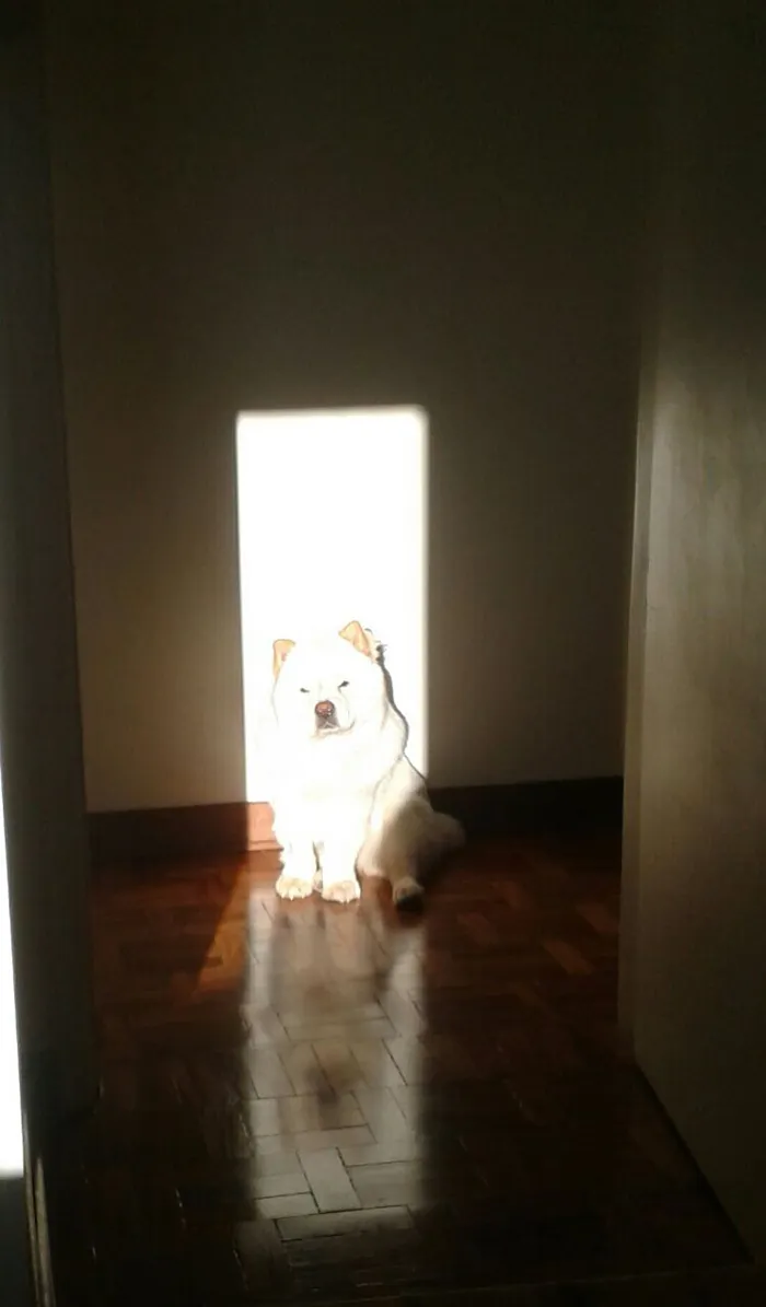 30 Solar-Powered Pets Enjoying A Good Sunbathe