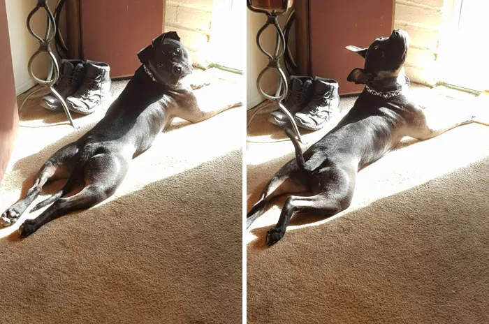 Paco Sunbathing. Normal Sploot vs. Fabulous Sploot 
