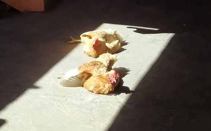 30 Solar-Powered Pets Enjoying A Good Sunbathe