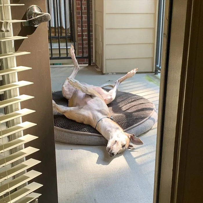 I let Sonic out on the balcony. 5 min later this is what I see