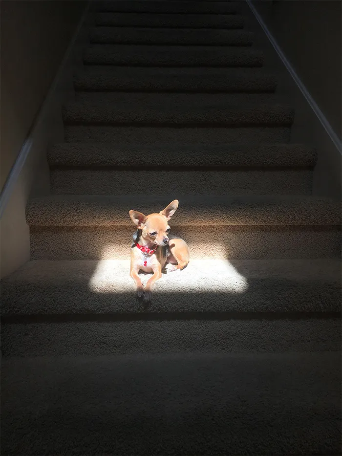 My dog looks like she is glowing because she loves laying on this one spot where the sun shines straight through a tiny window