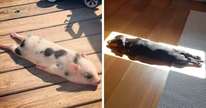 30 Solar-Powered Pets Enjoying A Good Sunbathe