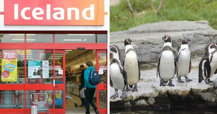 UK Supermarket Iceland Adopts All Zoo's Penguins To Save The Venue Which Has 500