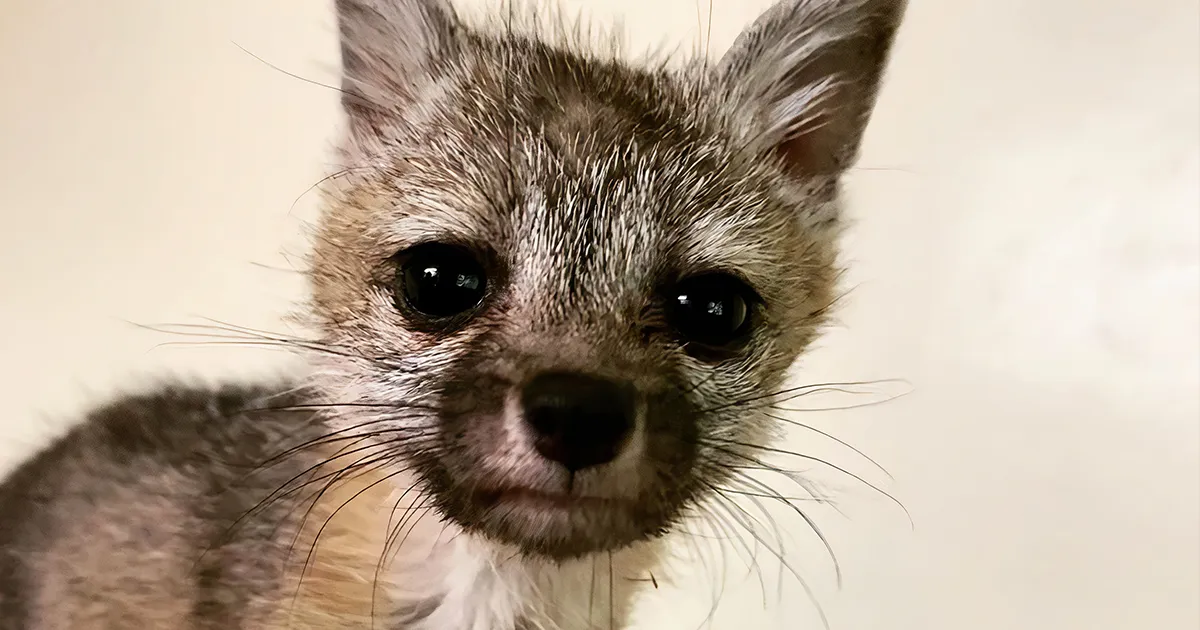 This Dehydrated Baby Fox Confused A Family's Dog For Its Mom And Followed Them Home, Got Rescued And Nursed Back To Health