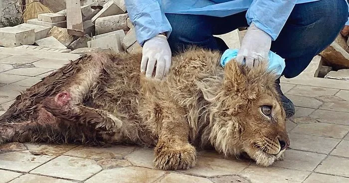Rescatan a un cachorro de león que tenía las patas rotas para que los turistas se fotografiaran con él
