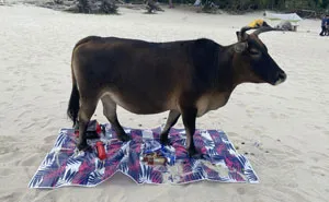 45 Photos Of People Having A Worse Day Than You